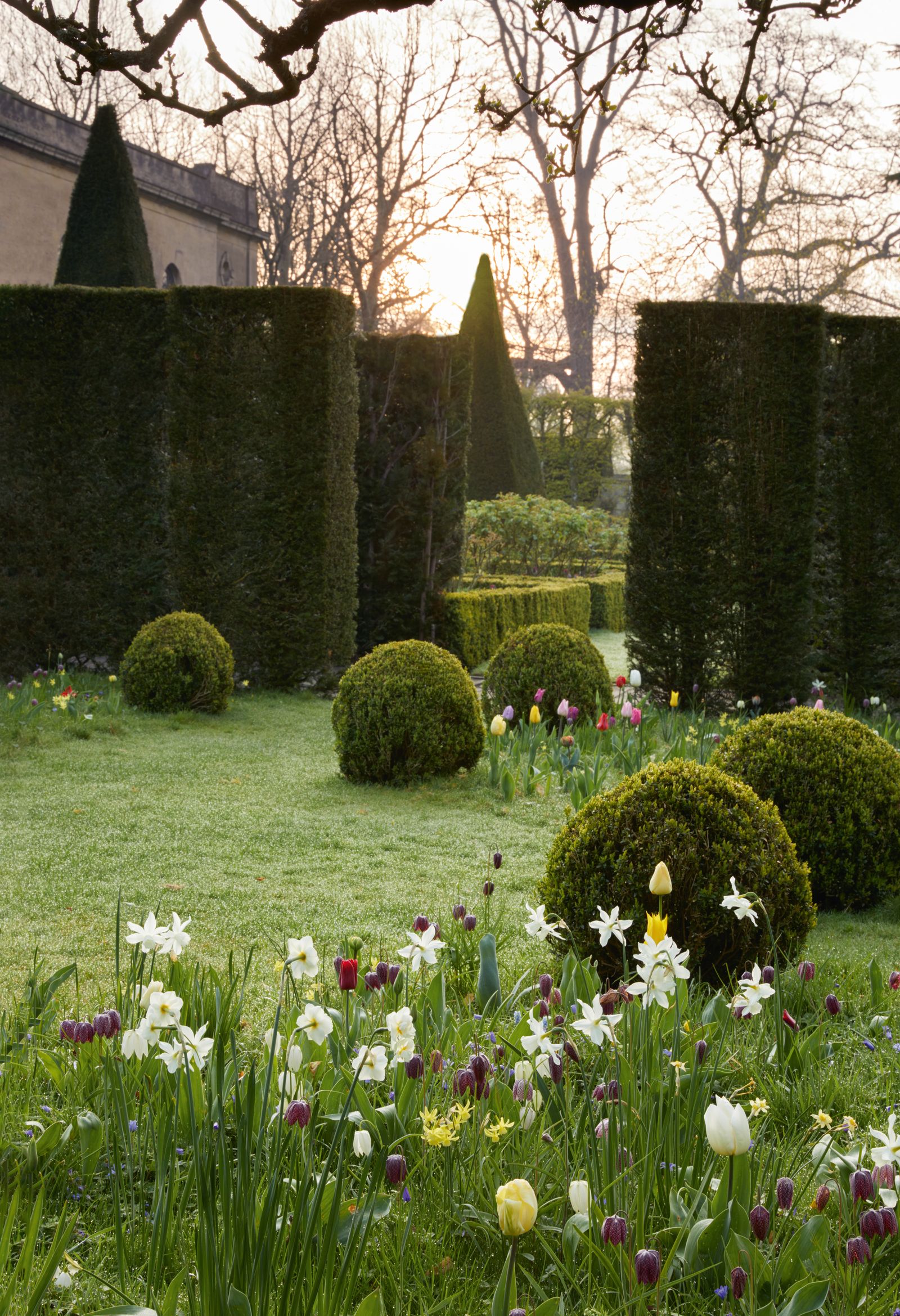 Clipped topiary box balls define a circular mown area in the shell garden where the longer outer grass is dotted with...