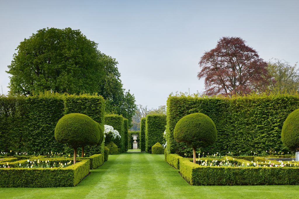 Hornbeam hedges are the backdrop for standard smallleaved privet trees and plantings of ‘Greenstar ‘Yellow Springgreen...