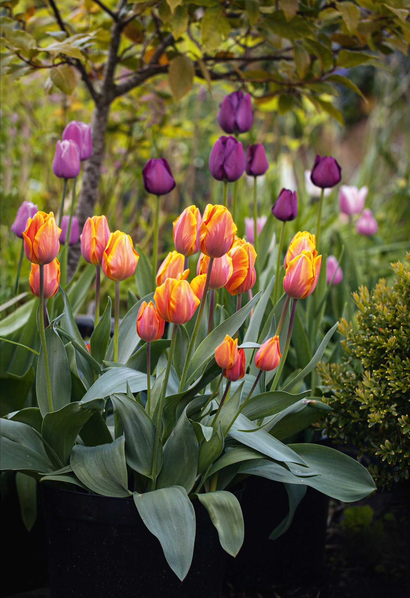 Fiery T. ‘Prinses Irene and purple T. ‘Negrita provide strong colour.