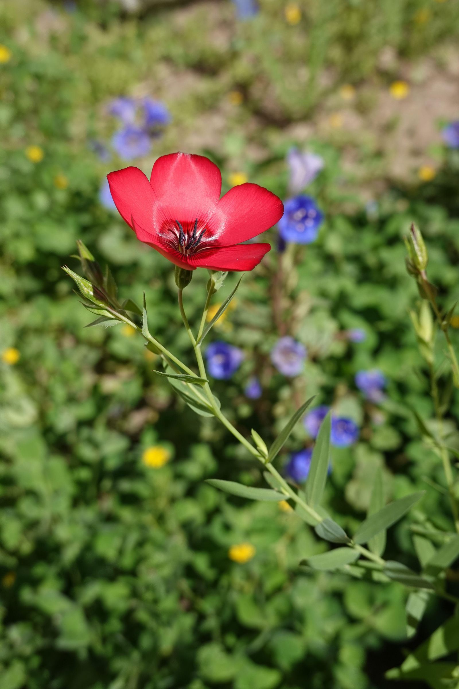 Linum grandiflorum