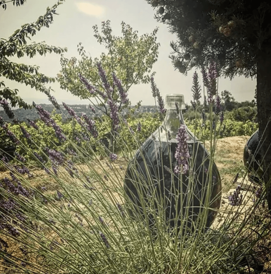 Located just 15 minutes from the Mediterranean coast Vignoble Rase is one of the most picturesque vineyards on this...