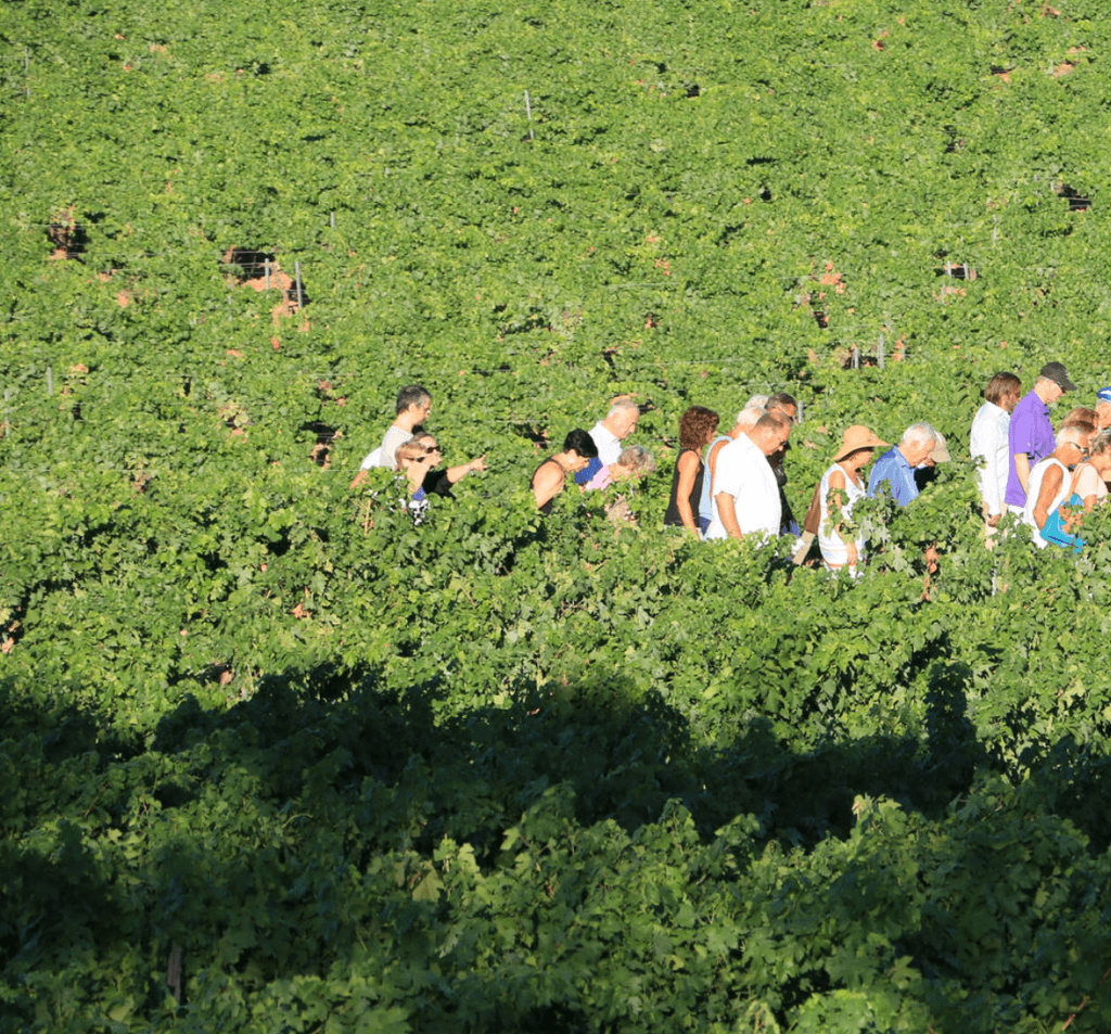 Located on a northfacing hilly slope locally referred to as the Colle Noire Domaine de la Navicelle produces some of the...