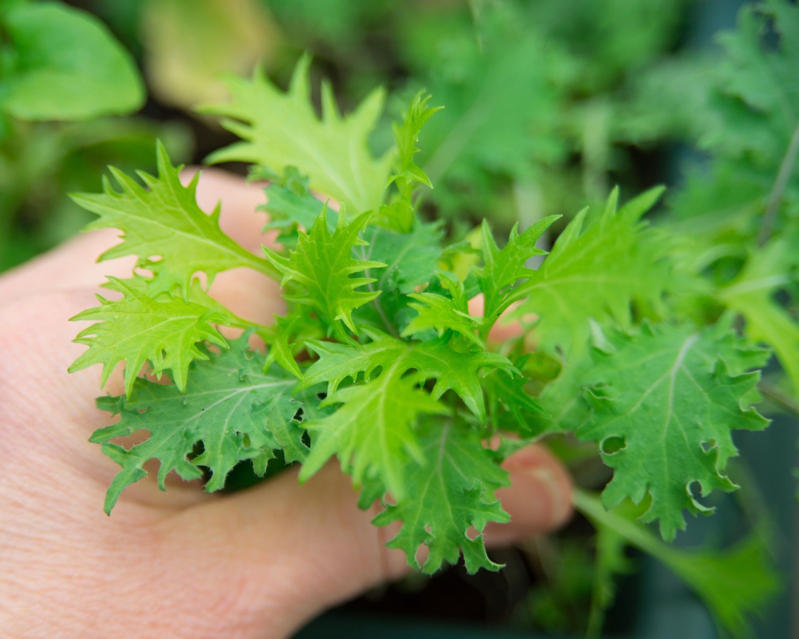 Mizuna lettuce leaves  great to mix in with other salad leaves