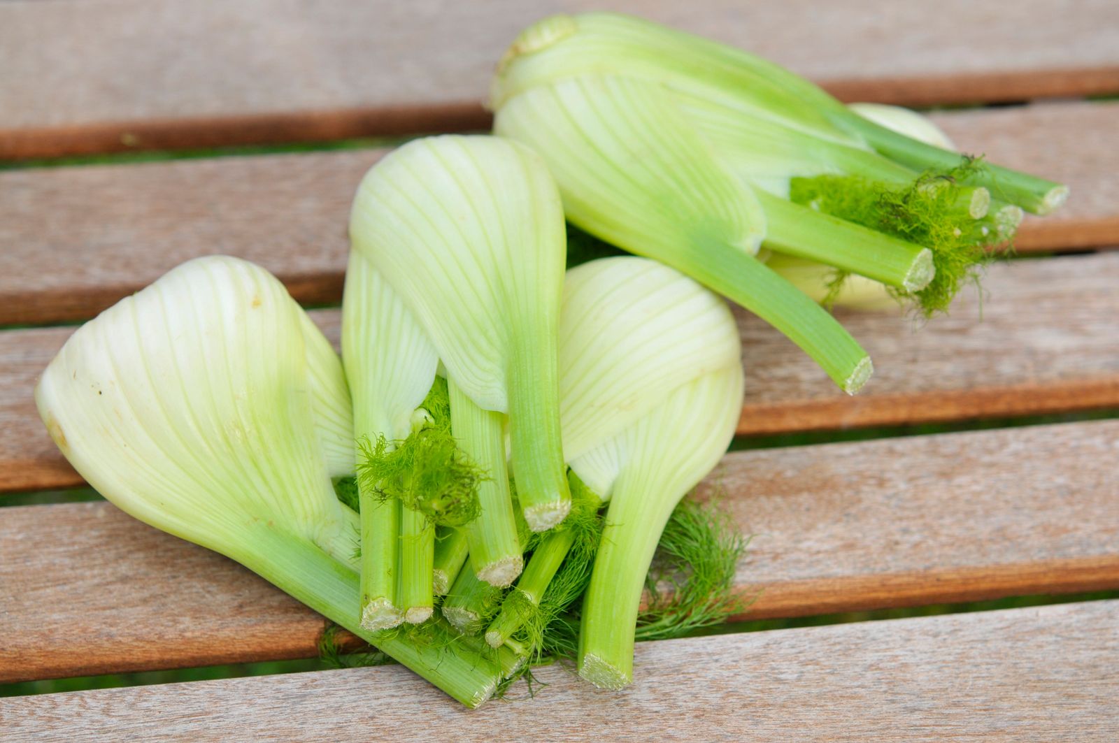Florence Fennel