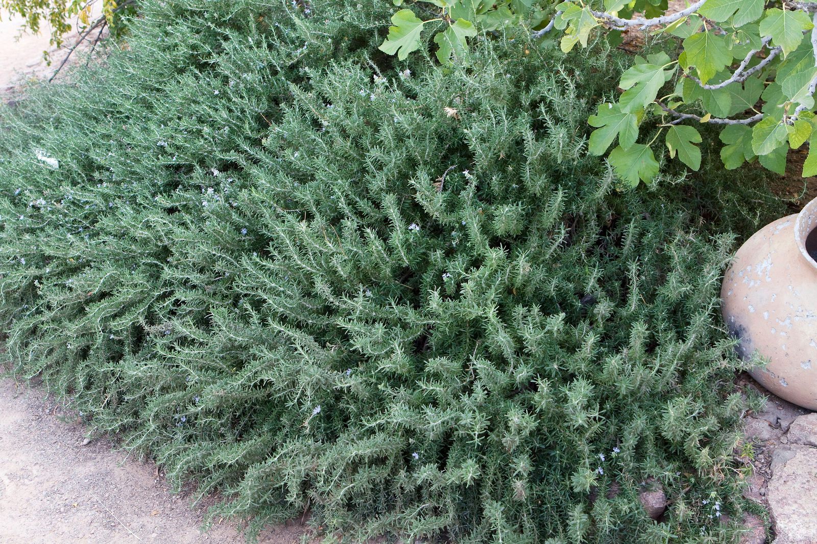 ROSMARINUS PROSTRATUS