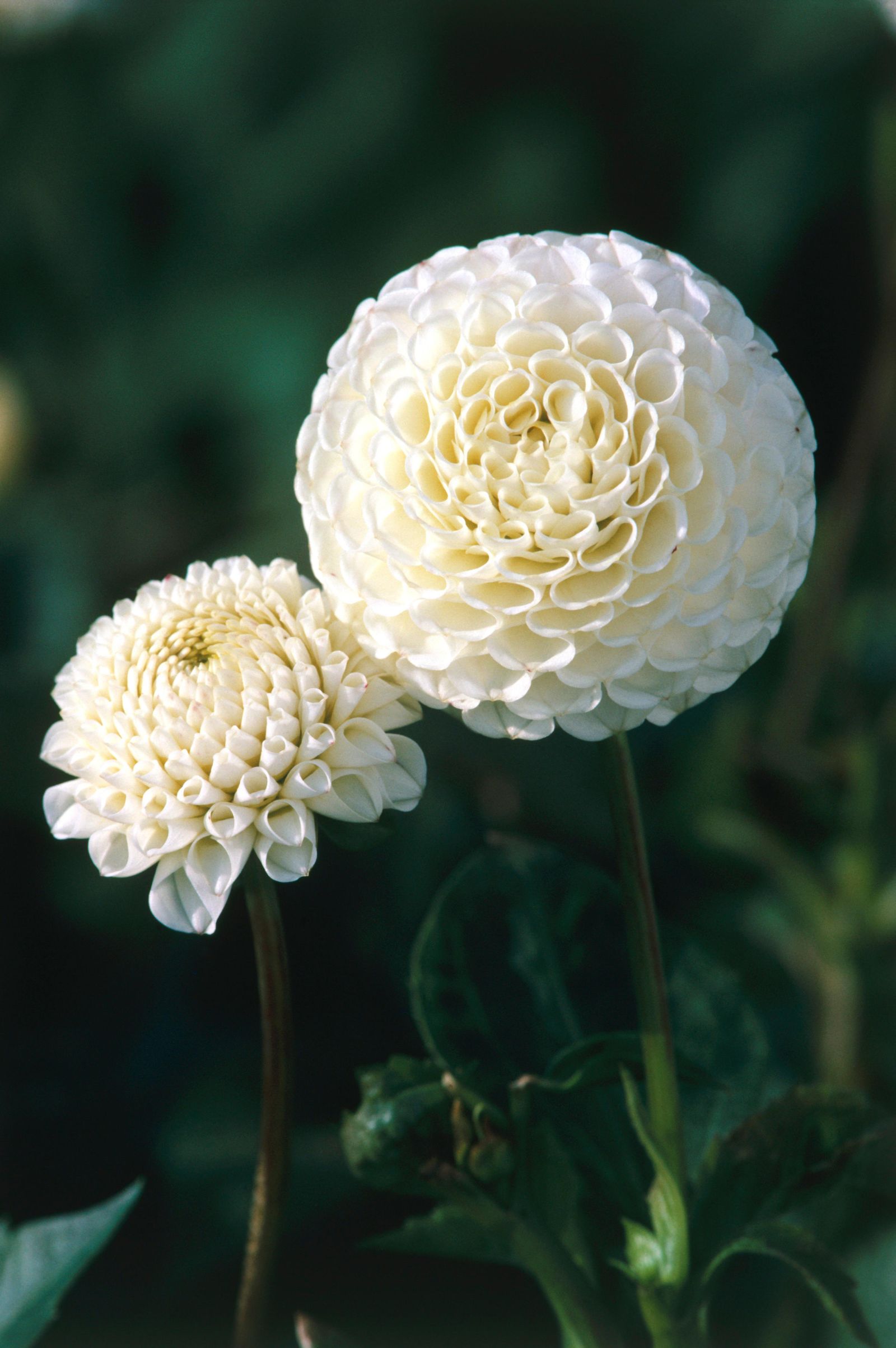 The white pom ‘Small World dahlia is one of Milli's favourites and her goto for her floral designs for weddings.