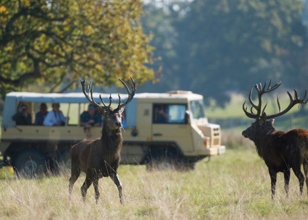 The wildlife Safari at Knepp