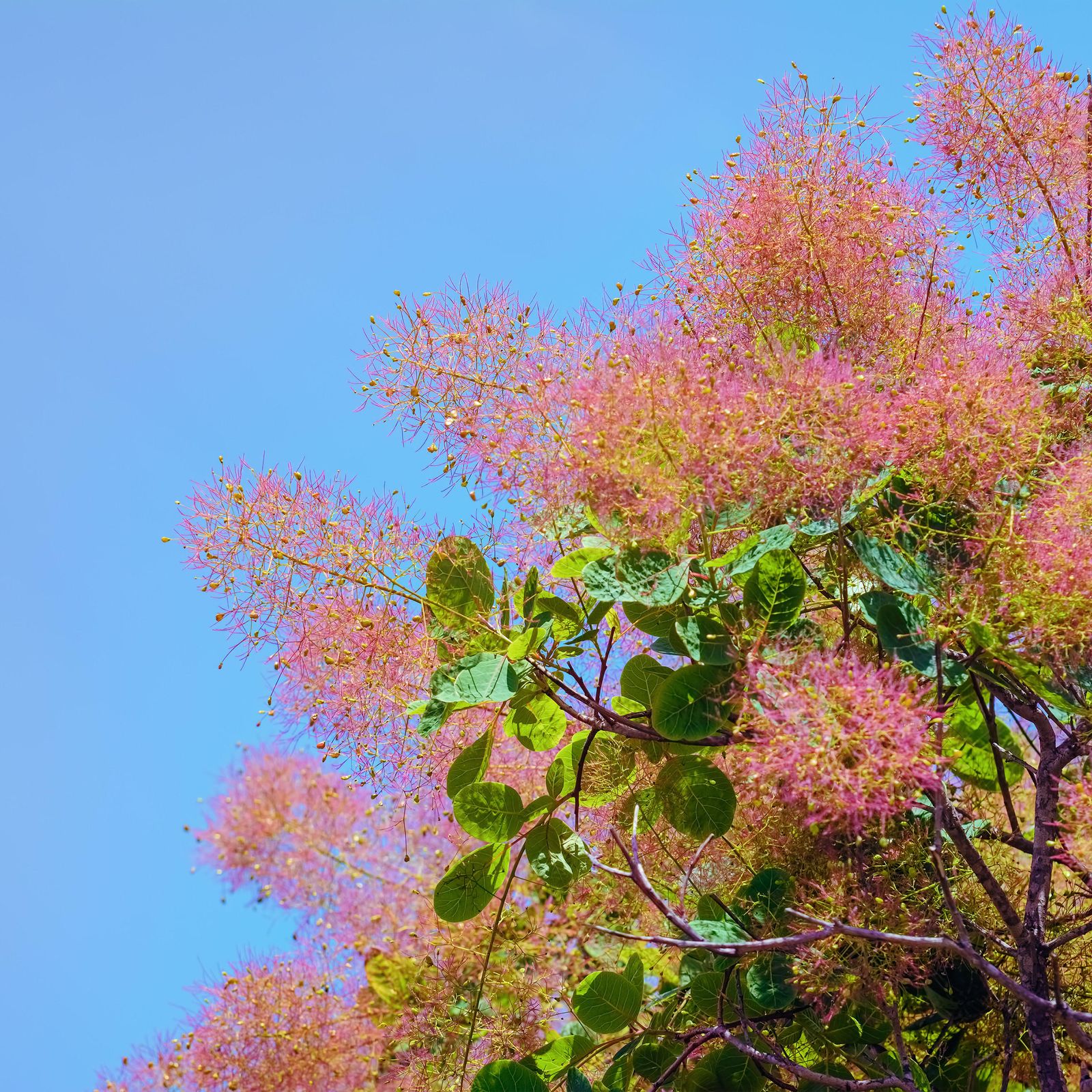 Why the smoke bush is the perfect plant for striking autumn colour