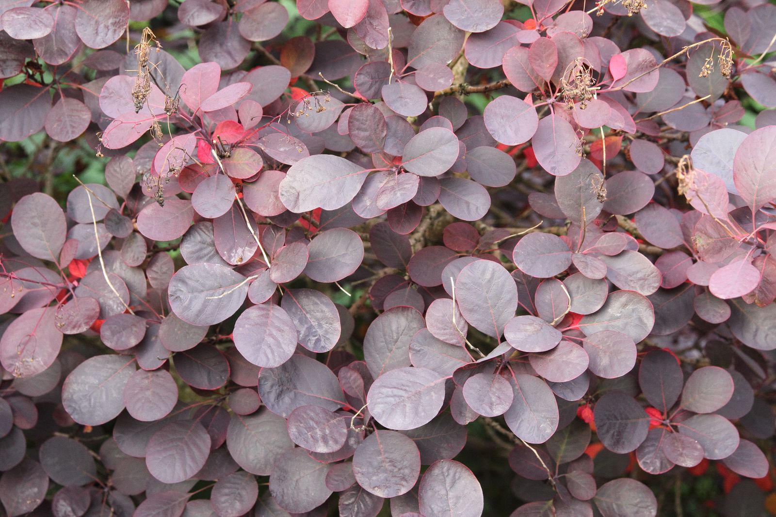 Cotinus coggygria ‘Royal Purple