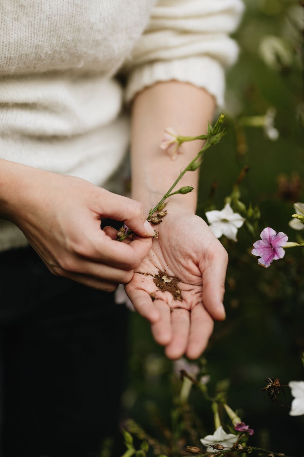 Collecting seed in her cutting garden