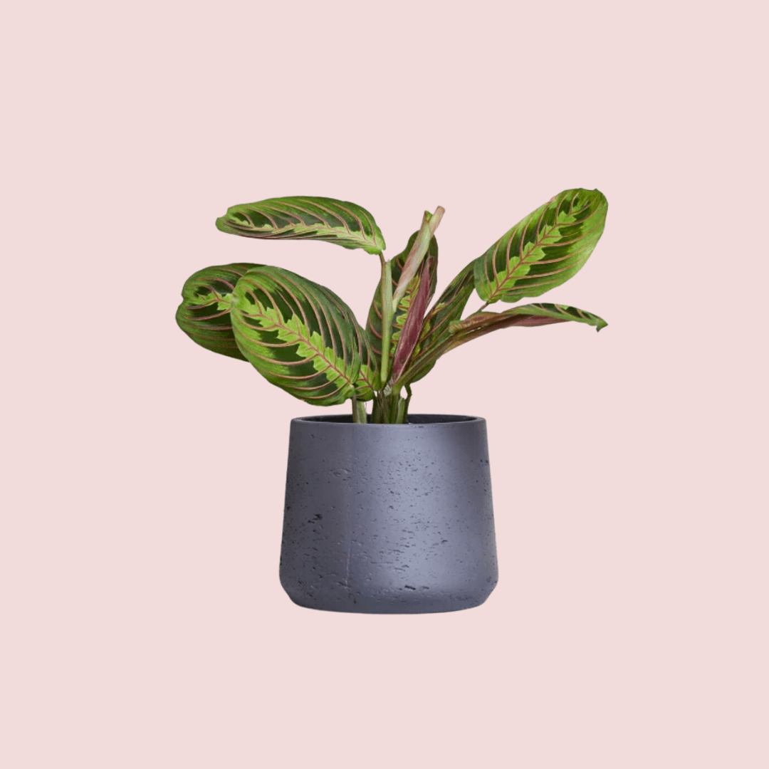 Maranta leuconeura available from Patch Plants
