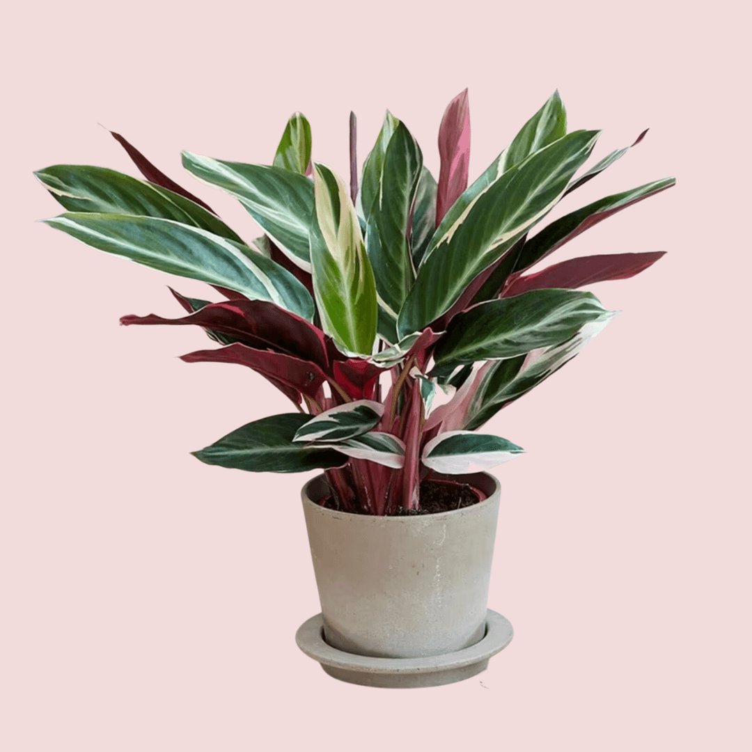 Stromanthe sanguinea 'Triostar' available from crocus.co.uk