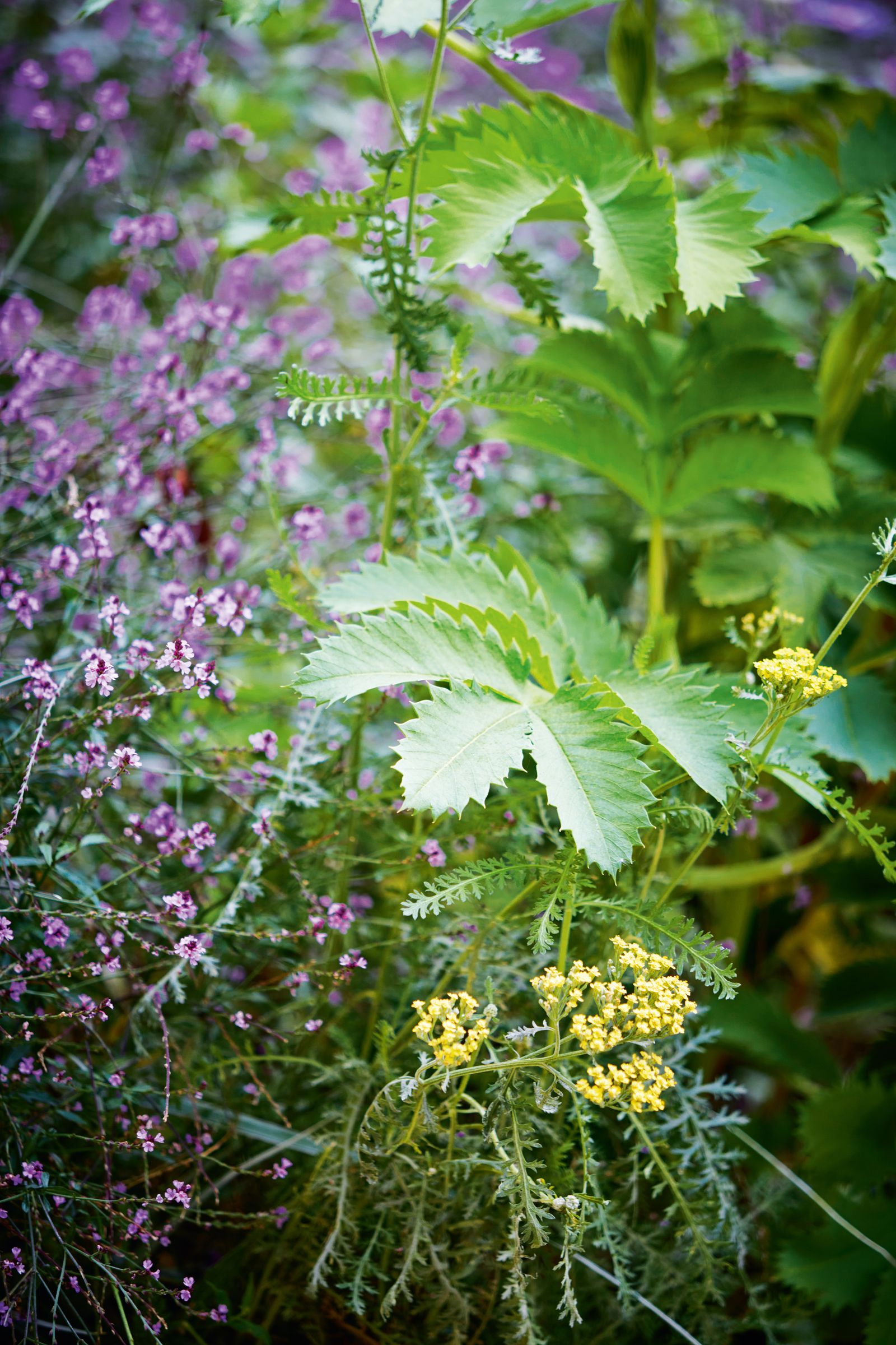 The planting palette plays with a variety of textures and tones as well as forms as in this creative combination of...
