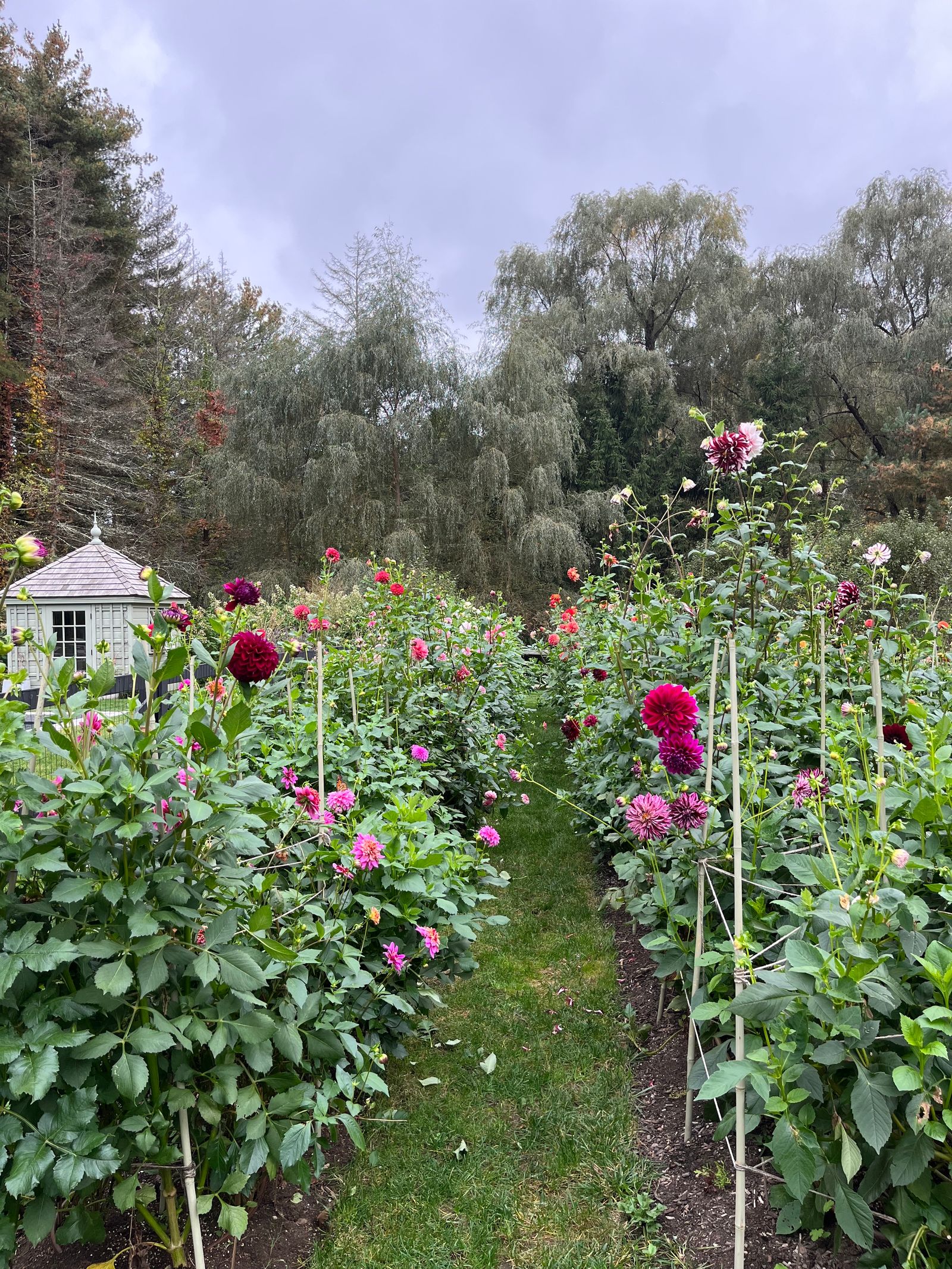 Inside an Englishwomans dahliafilled garden in Connecticut