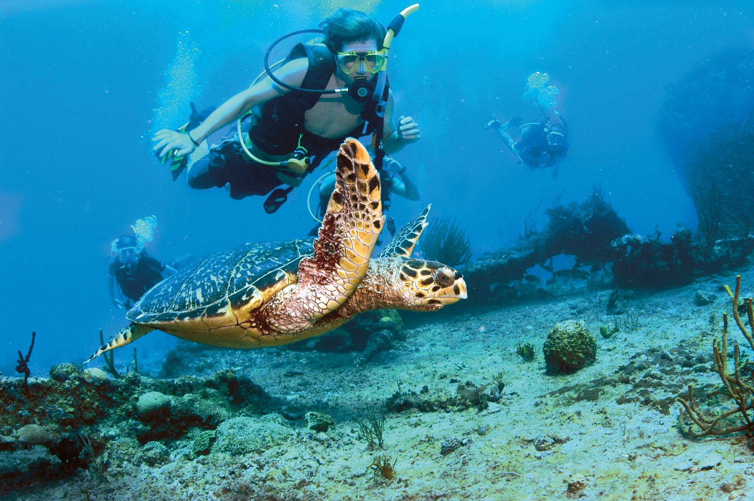 Memorable diving adventures