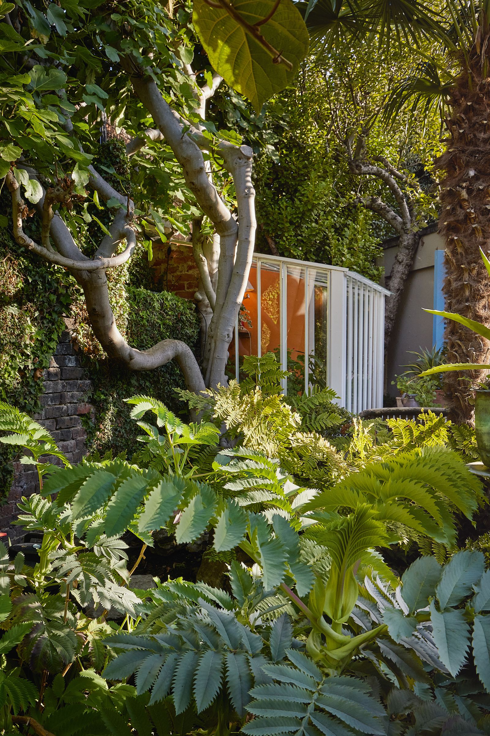 Looking past melianthus leaves and a fig to the bespoke greenhouse.