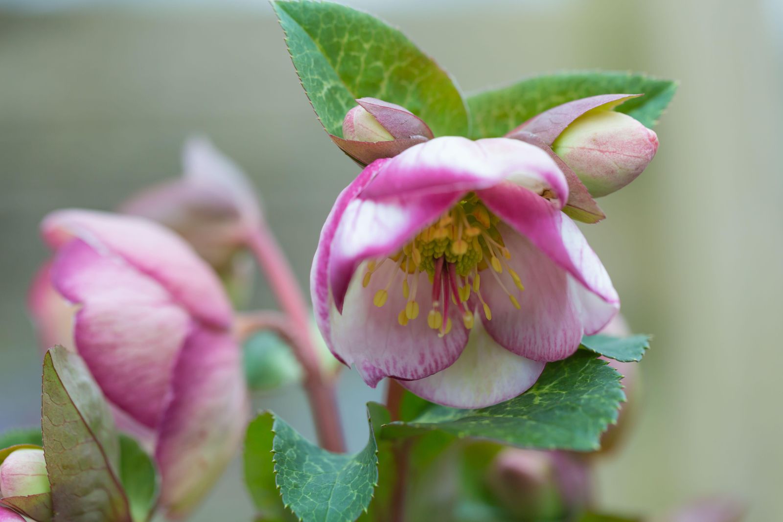 H. x hybridus ''Frostkiss Glenda's Gloss'