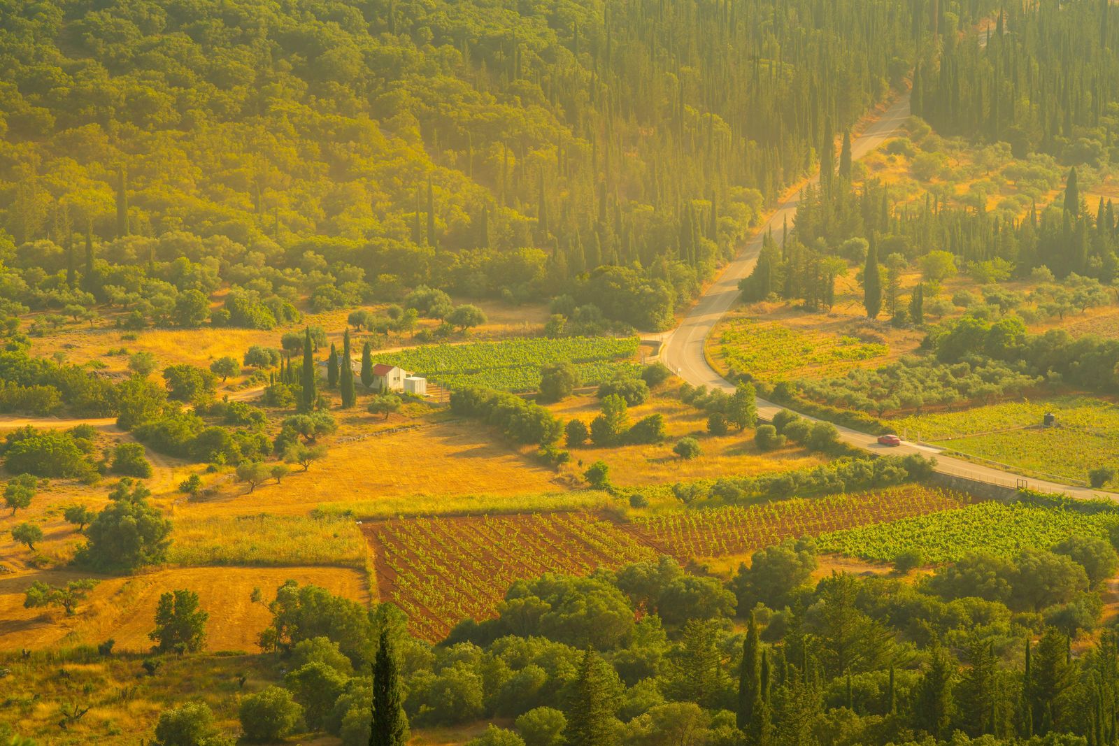 Vines in Kefalonia