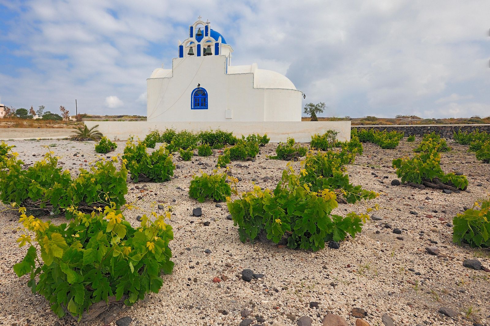 Vines on Santorini grow in a very distinct unusual manner to protect the grapes from the wind