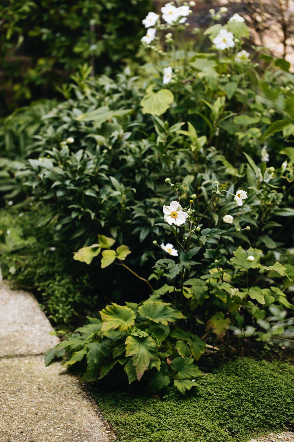The flowers of Anemone x hybrida ‘Honorine Jobert light up a shady spot while the glossy foliage of Sarcococca...