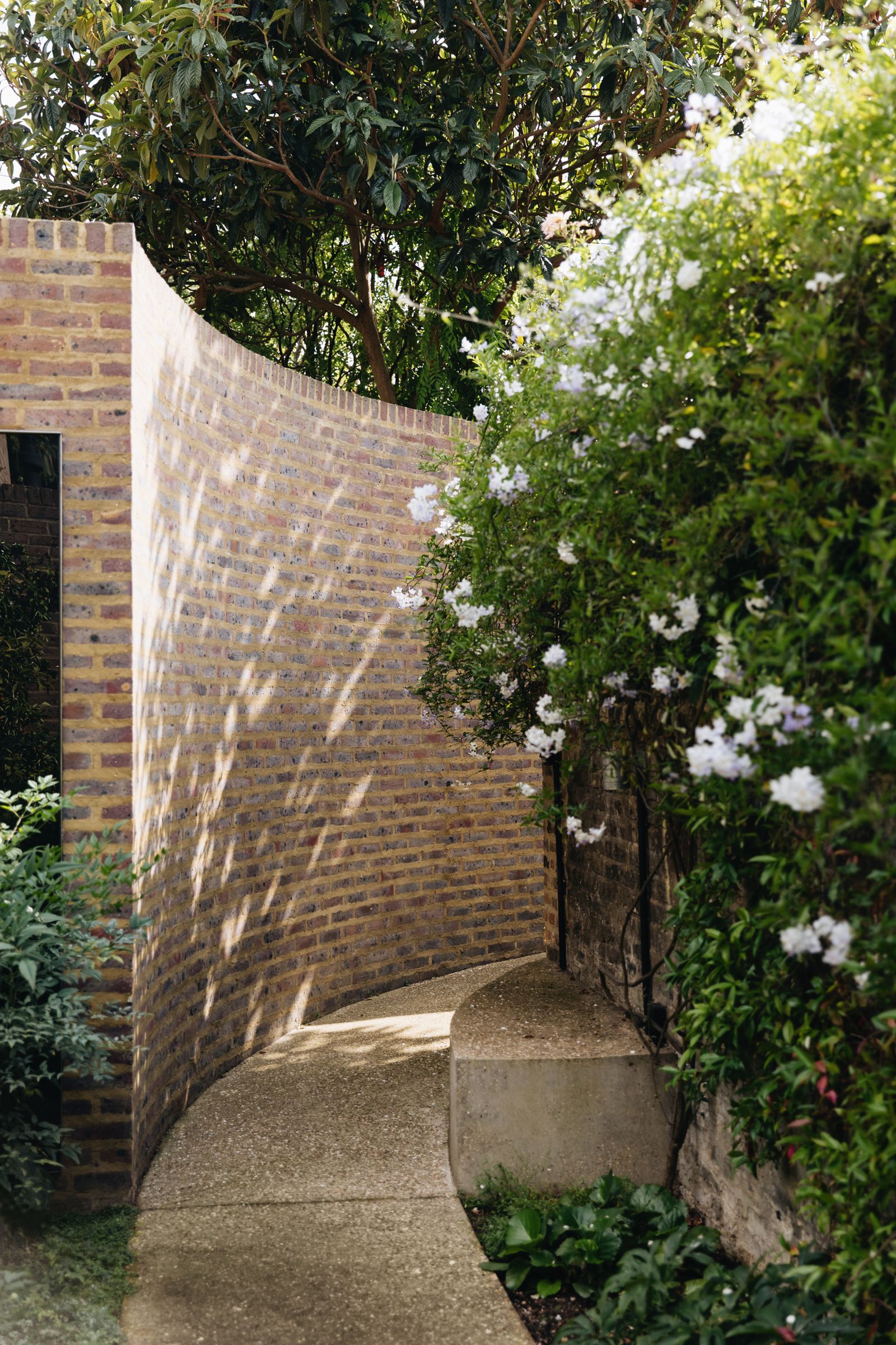 Clouds of mauveflushed Solanum laxum ‘Coldham provide screening and cast delicate shadows on the studio wall.