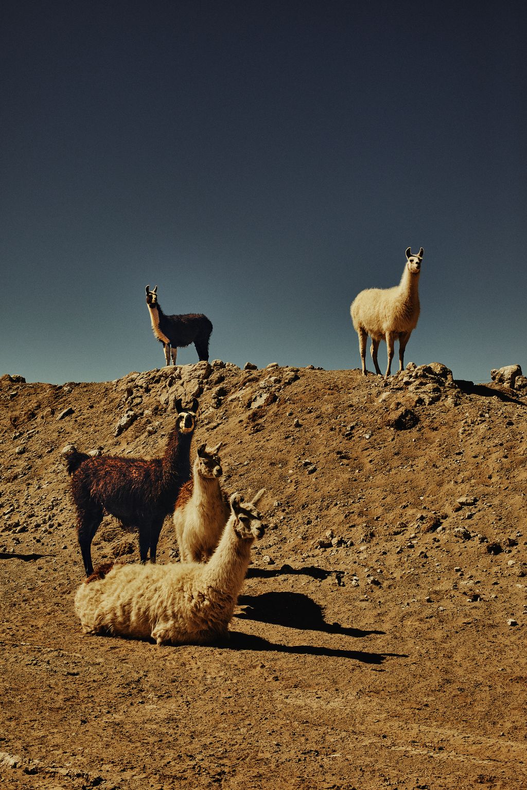 Llamas near a pond on the road from Chituca to Uyuni.