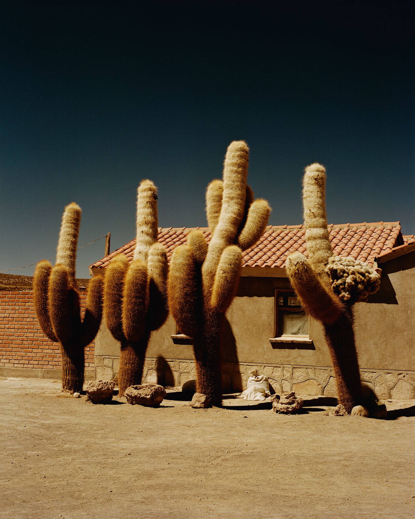 A line of cardón cacti create a dramatic display in the village of San Juan del Rosario in Bolivia one of the places on...
