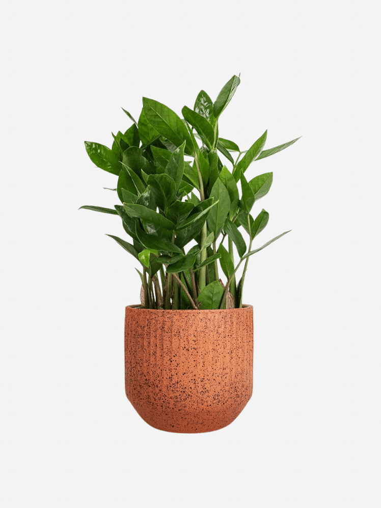 Image may contain: Plant, Potted Plant, Leaf, Jar, Planter, Pottery, and Vase