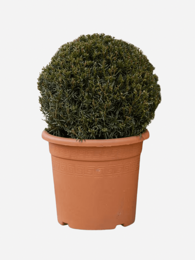 Image may contain: Plant, Potted Plant, Vegetation, Cookware, Pot, Tree, Moss, and Soil