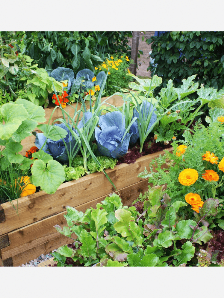 Image may contain: Plant, Potted Plant, Jar, Planter, Pottery, Vase, Garden, Nature, Outdoors, Leaf, Herbs, and Flower