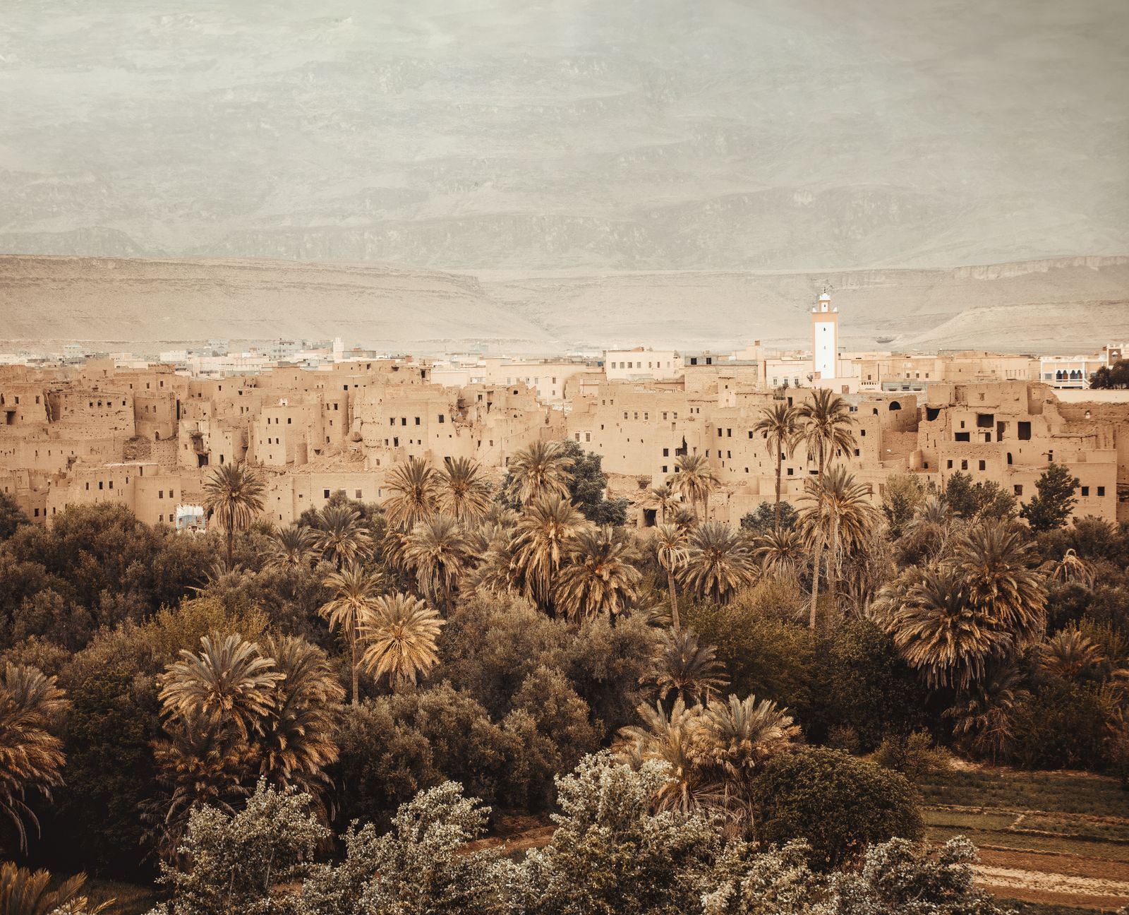 Image may contain Plant Tree Vegetation Palm Tree Outdoors Nature Landscape Architecture Building and Cityscape