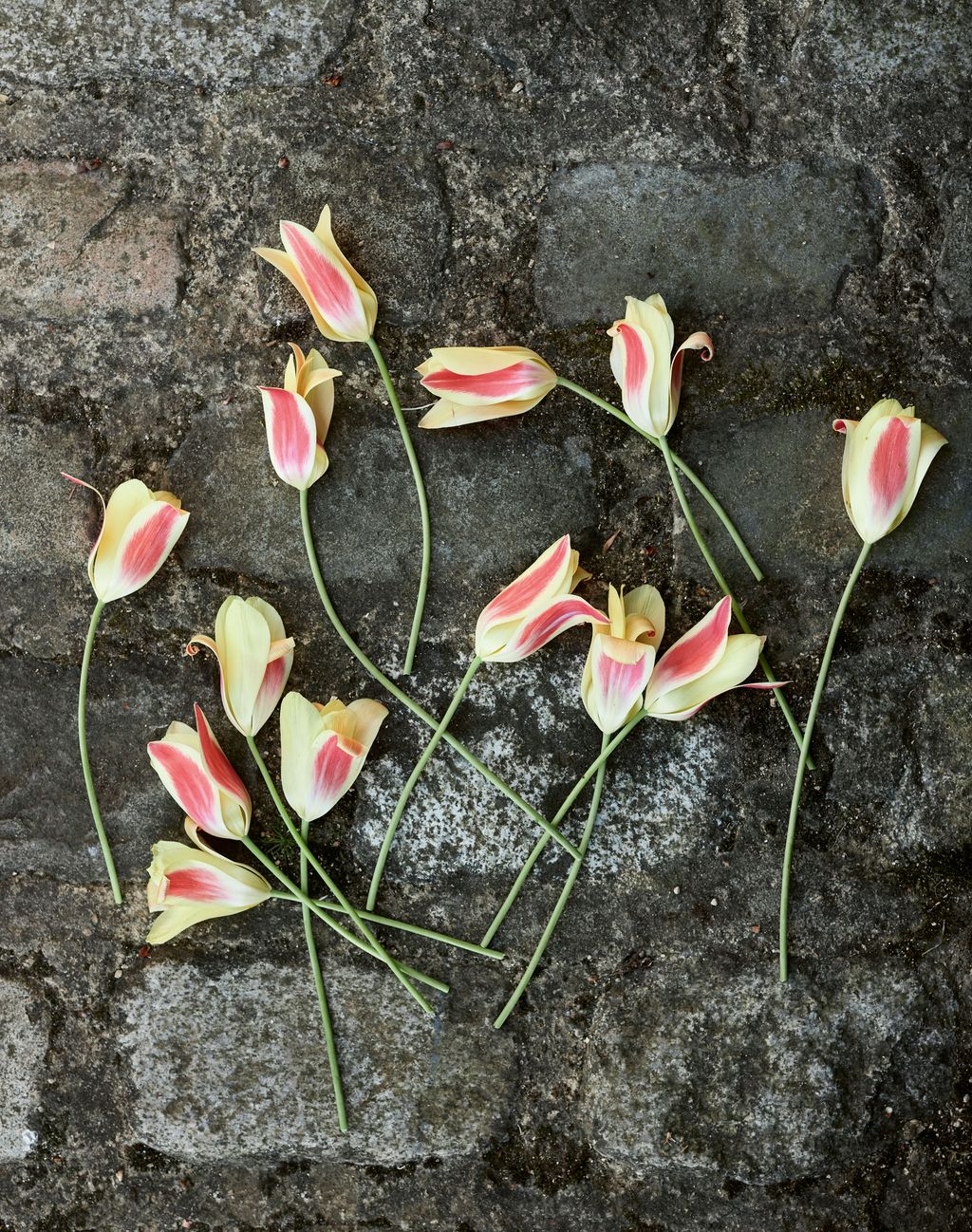 Image may contain Flower Petal Plant and Flower Arrangement