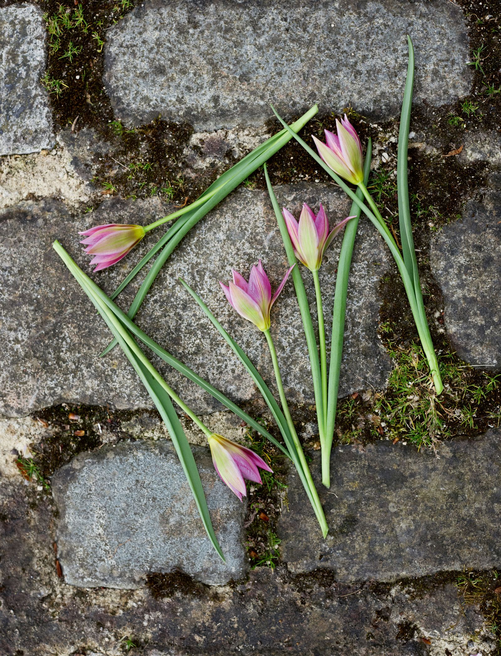 Image may contain Flower Plant Food and Produce