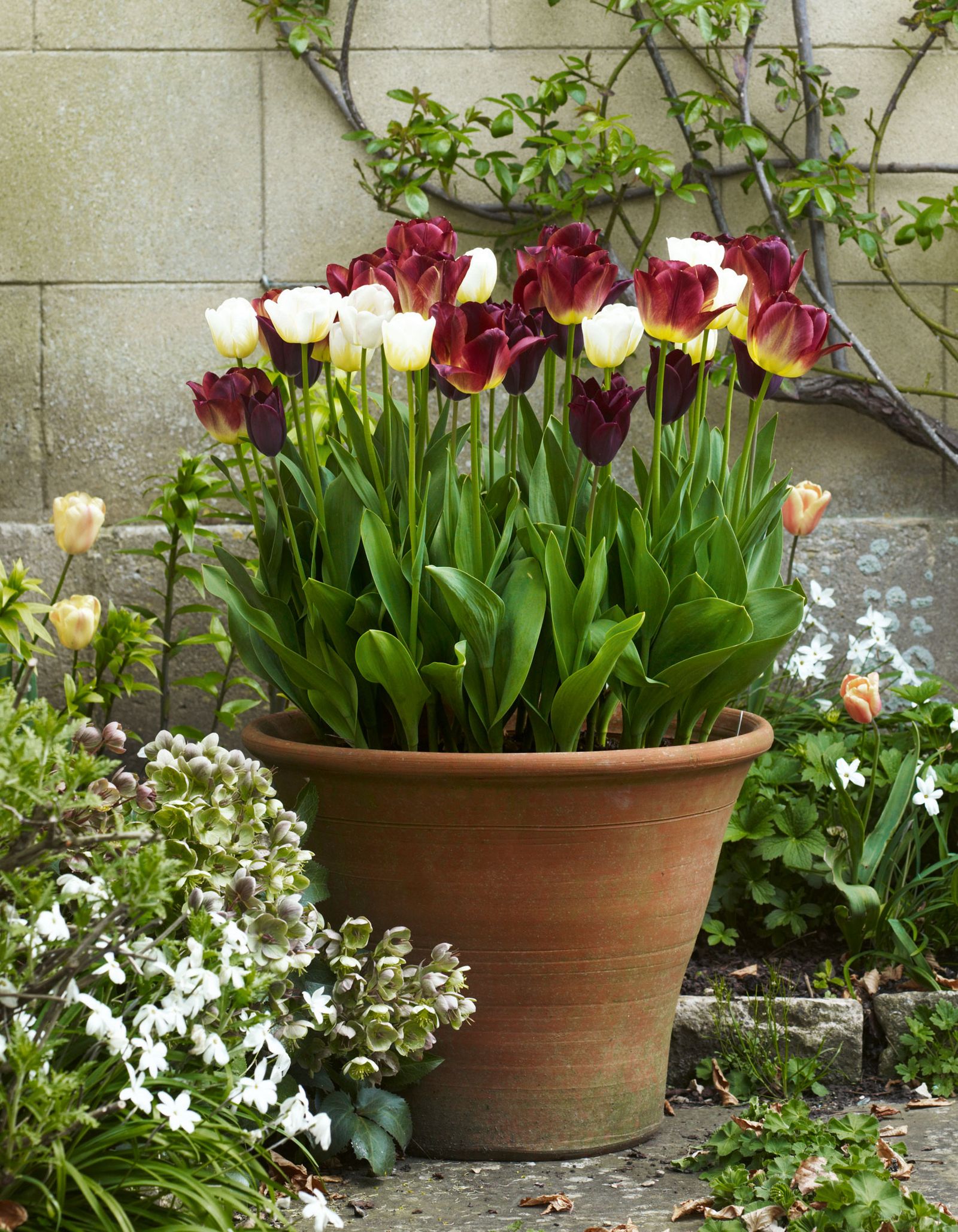 Image may contain Plant Potted Plant Jar Planter Pottery Vase Flower Petal Herbal Herbs Garden and Nature