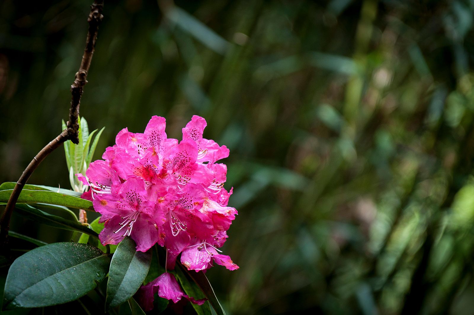 Image may contain Flower Petal Plant Geranium Leaf and Acanthaceae