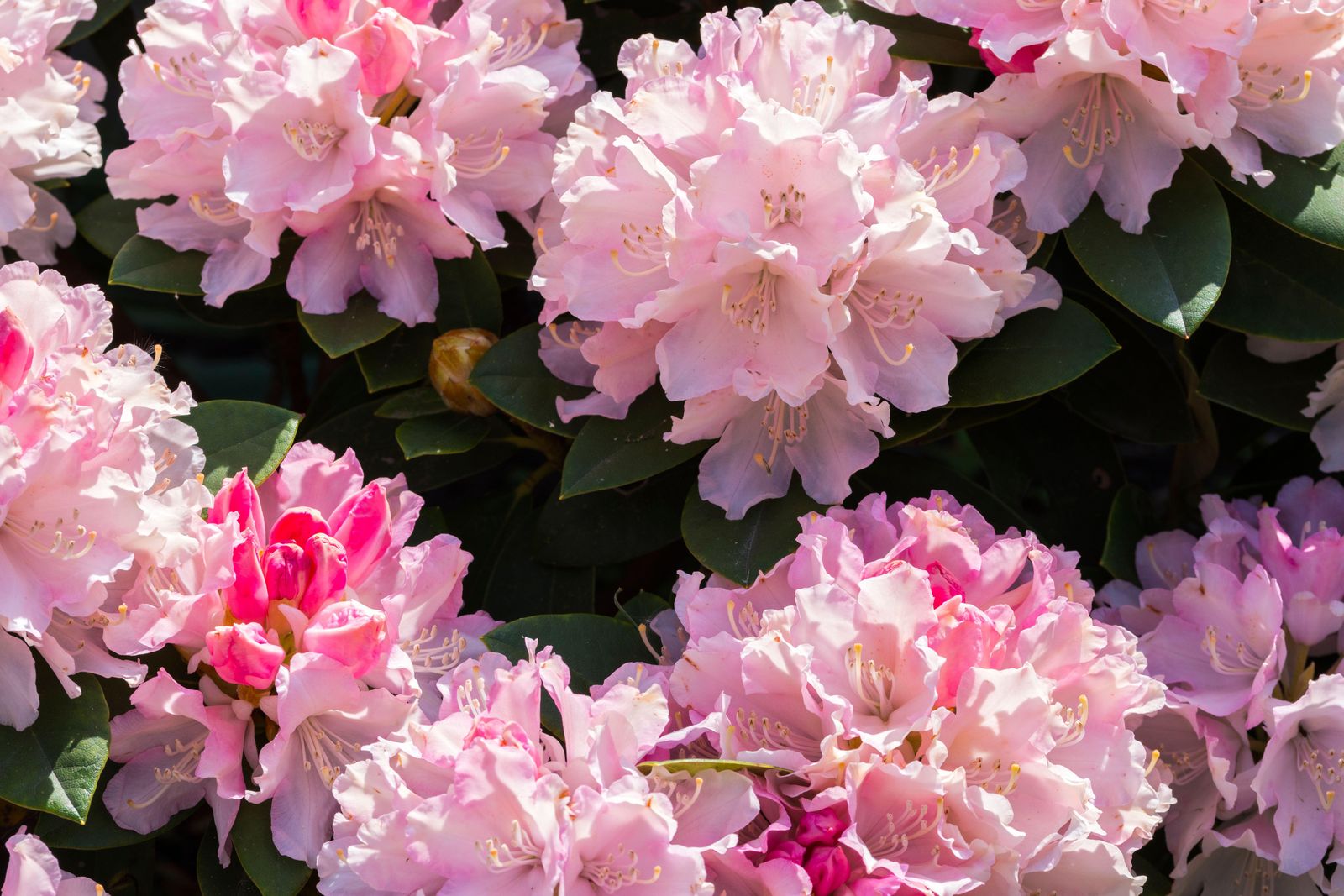 Image may contain Flower Plant Petal Geranium Dahlia Carnation and Peony