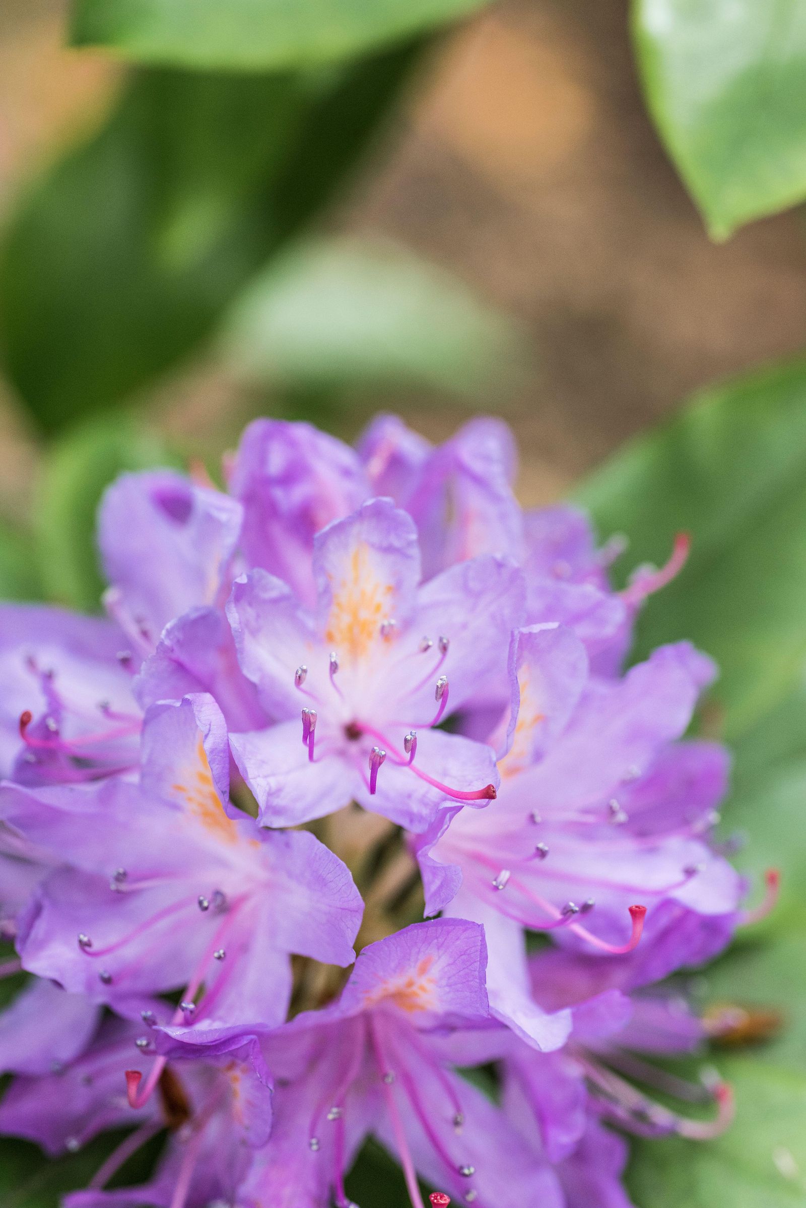 Image may contain Flower Geranium Plant Purple Petal Anther and Pollen