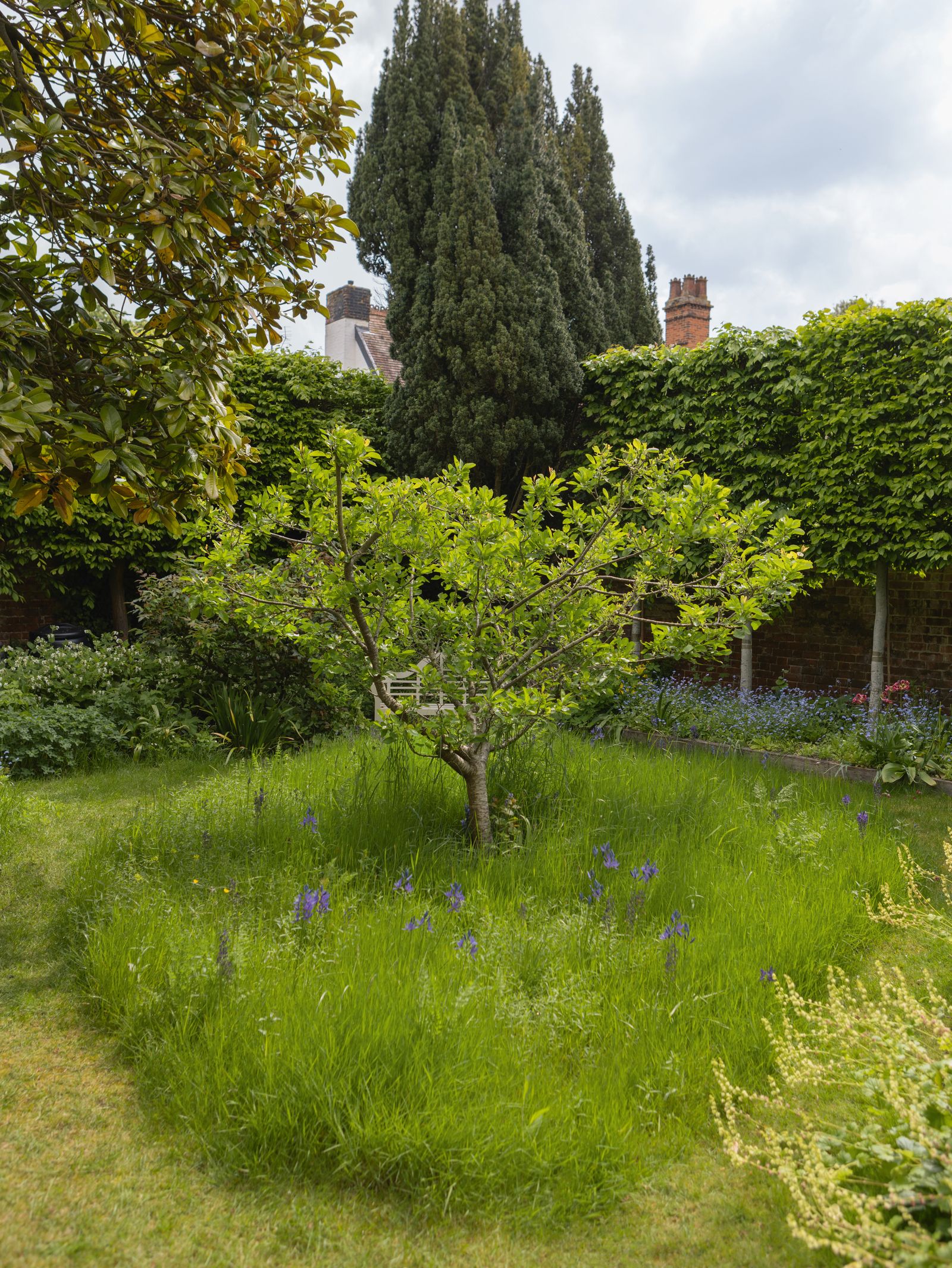 Image may contain Plant Tree Grass Vegetation Field Grassland Nature Outdoors Garden Conifer Fir and Backyard