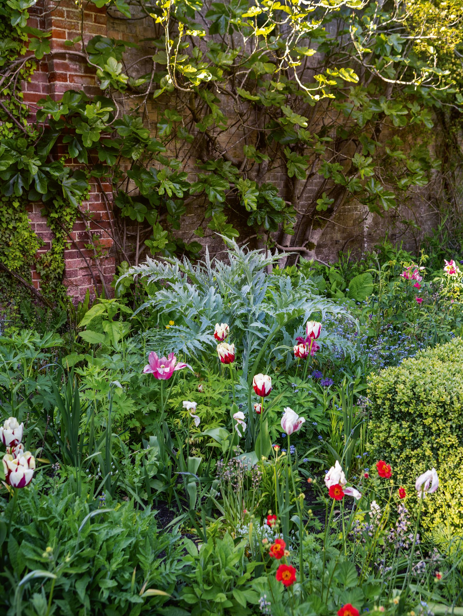 Image may contain Garden Nature Outdoors Herbal Herbs Plant Vegetation Potted Plant Flower Geranium and Petal