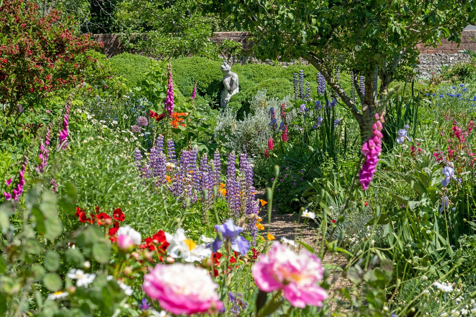 Image may contain Garden Nature Outdoors Herbal Herbs Plant Grass Park Vegetation Flower Lupin and Purple