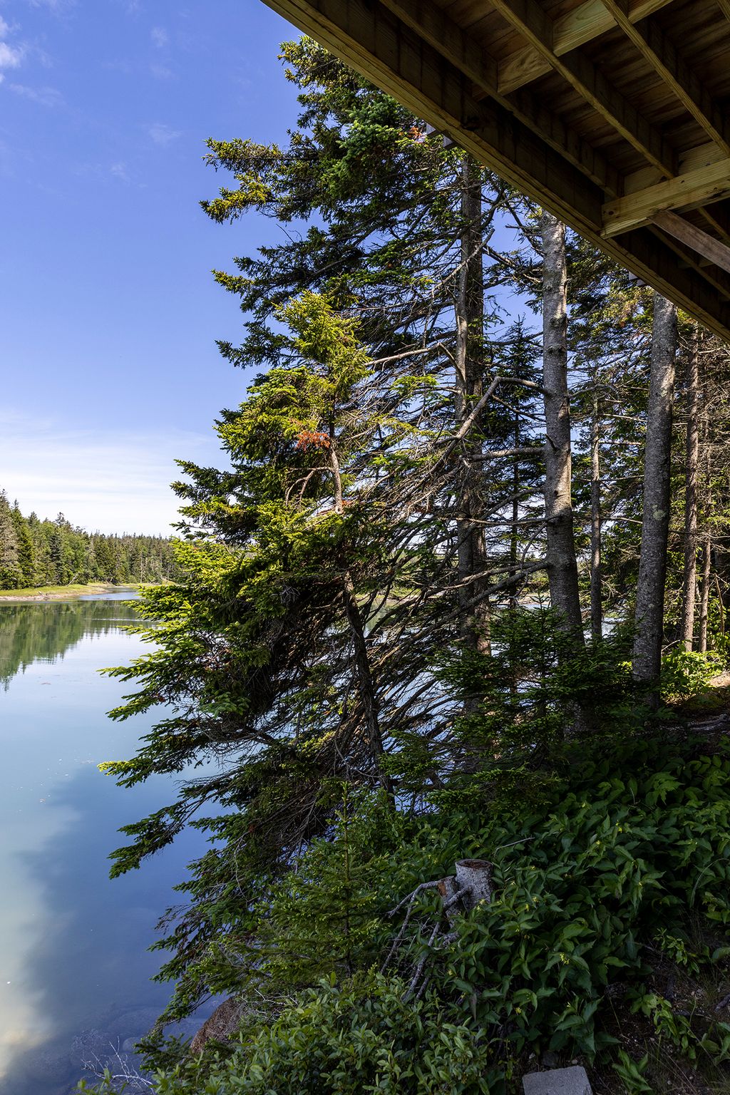 Image may contain Plant Tree Nature Outdoors Scenery Vegetation Fir Grove Land Woodland Conifer and Wilderness