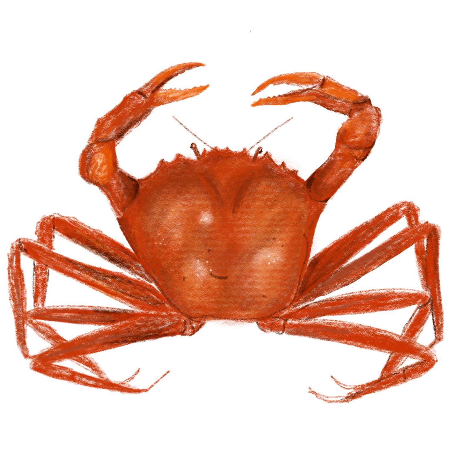 Image may contain Food Seafood Animal Crab Invertebrate Sea Life and Insect