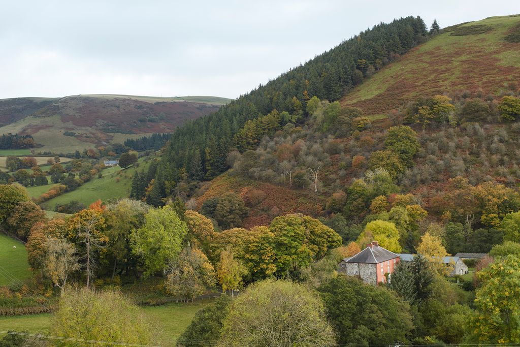 Image may contain Land Nature Outdoors Plant Tree Vegetation Woodland Countryside Rural and Aerial View