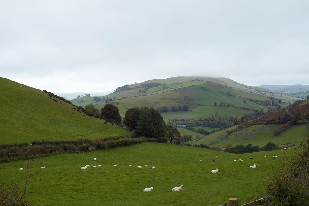 Image may contain Countryside Farm Field Nature Outdoors Pasture Rural Grassland Ranch Animal and Livestock