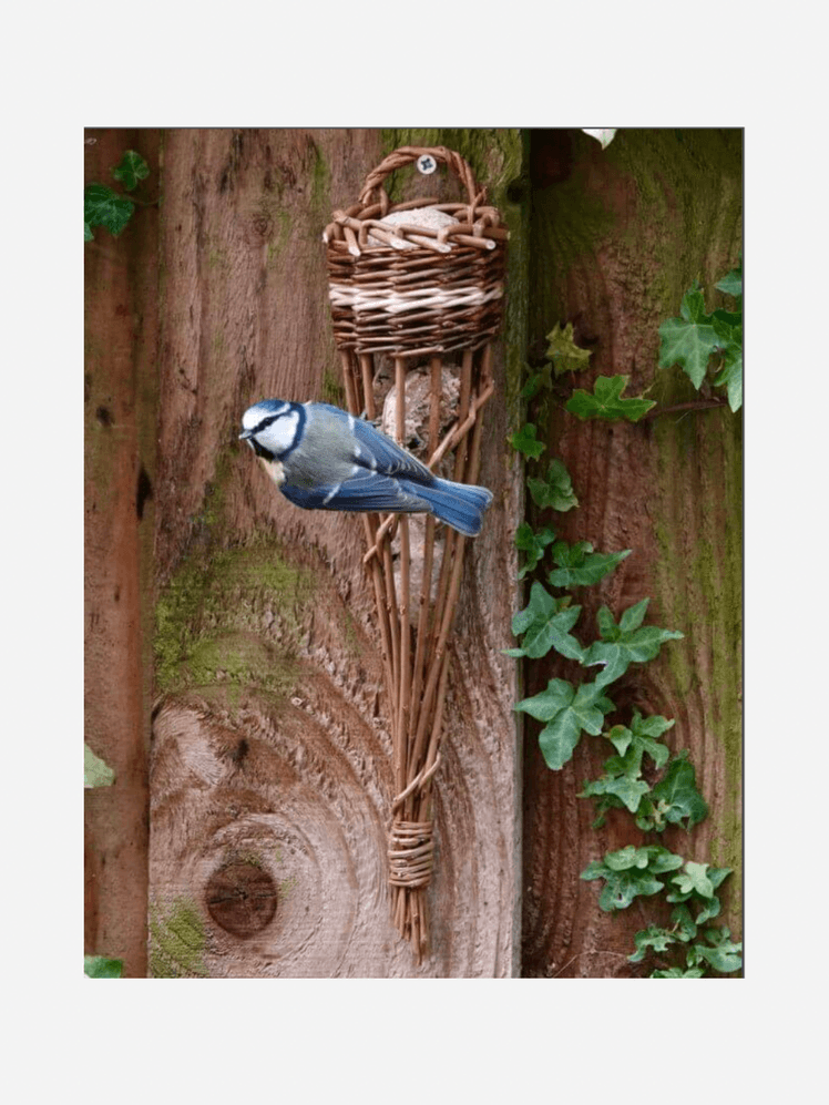 Image may contain: Animal, Bird, Jay, Blue Jay, and Bluebird