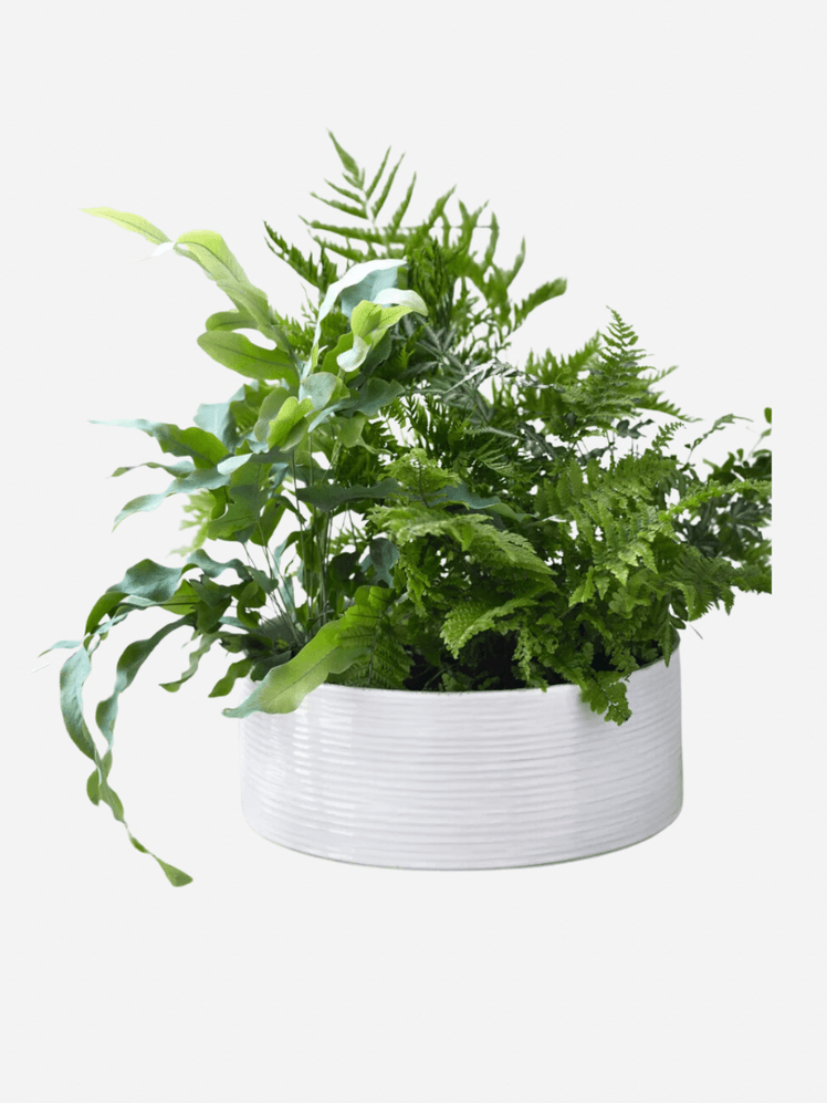 Image may contain: Plant, Potted Plant, Jar, Planter, Pottery, Vase, Leaf, and Fern