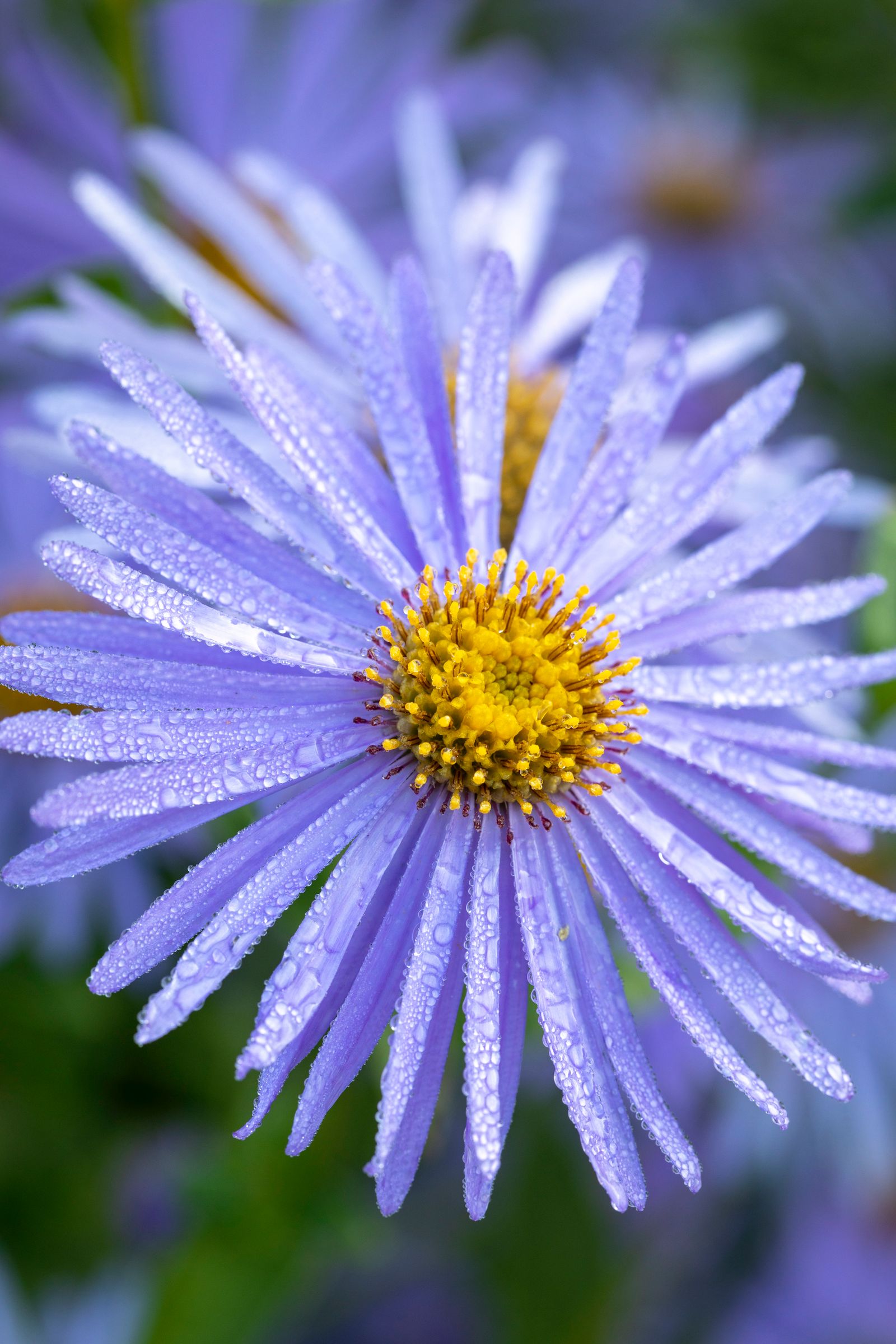 Image may contain Daisy Flower Plant Pollen and Petal