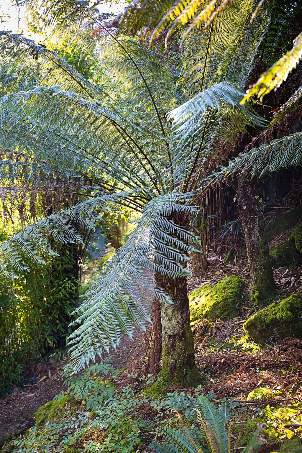 Image may contain Land Nature Outdoors Plant Rainforest Tree Vegetation and Fern