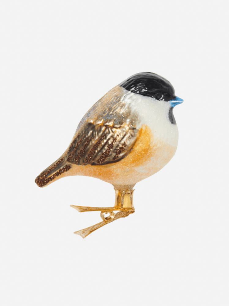 Image may contain: Animal, Bird, Finch, Beak, and Jay