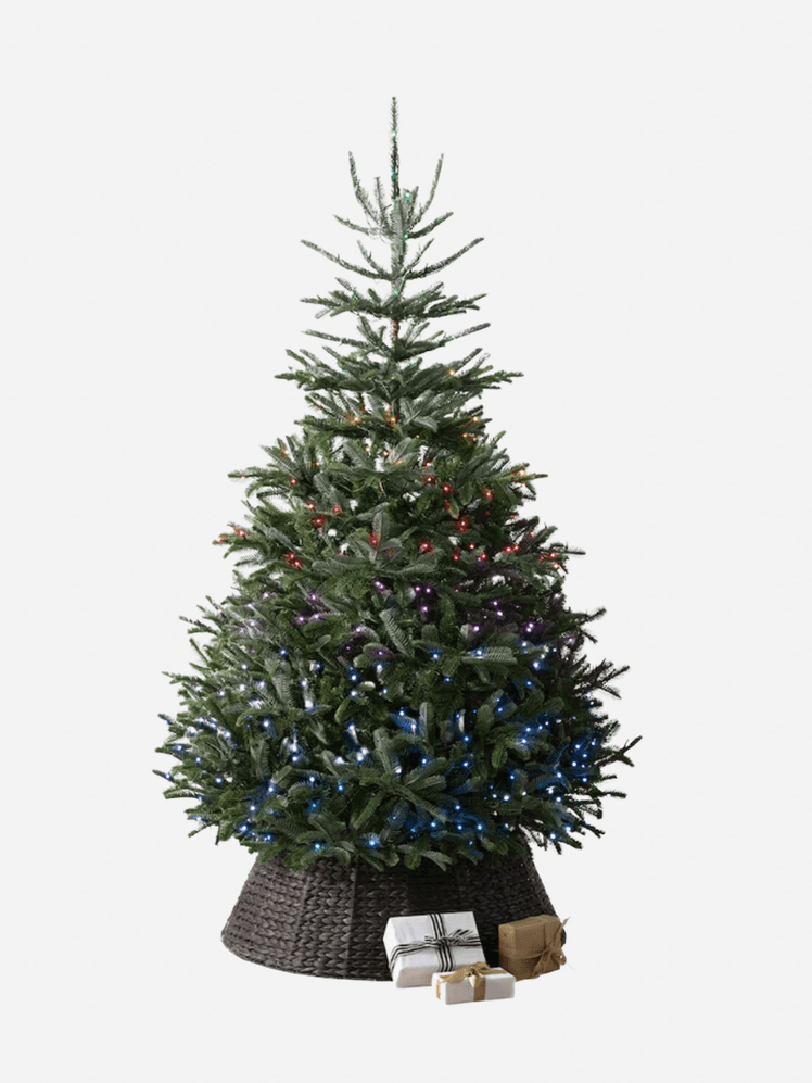 Image may contain: Plant, Tree, Christmas, Christmas Decorations, Festival, Christmas Tree, and Pine